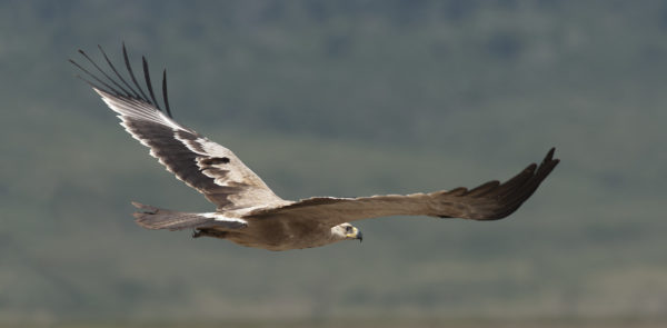 Tawny eagle