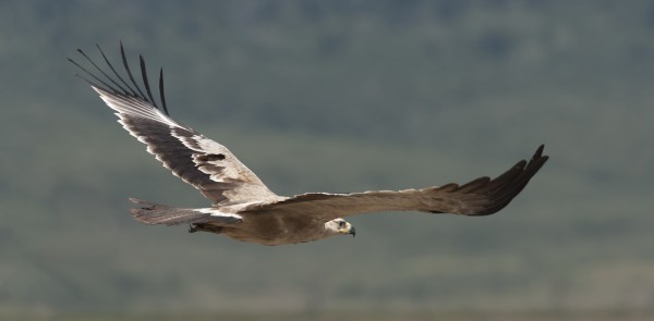 Tawny Eagle, in flight