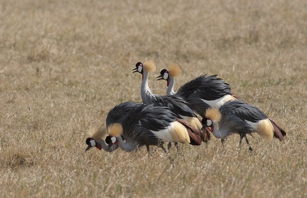 Black Crowned Crane