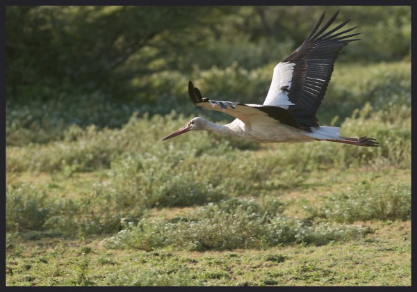 Cigogne blanche