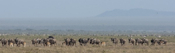 Gnu landscape