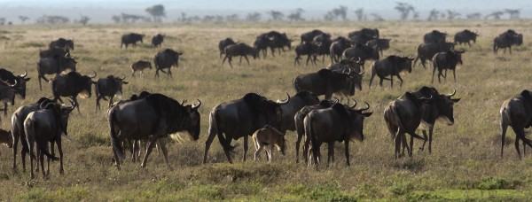 Gnus