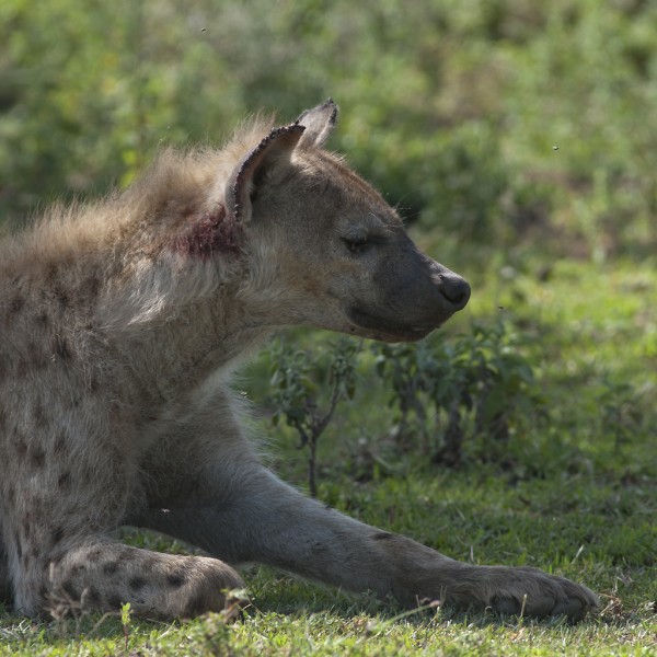 Hyena