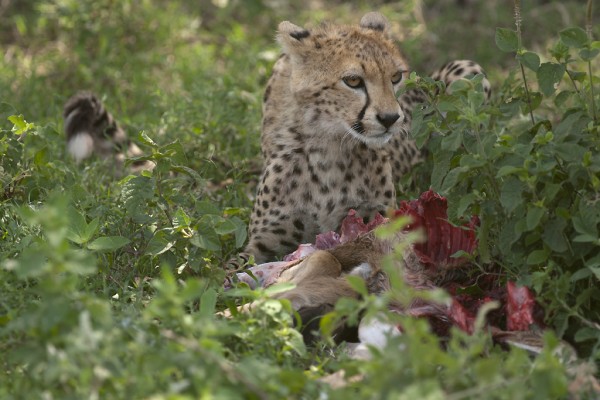 Meal for a cheetah
