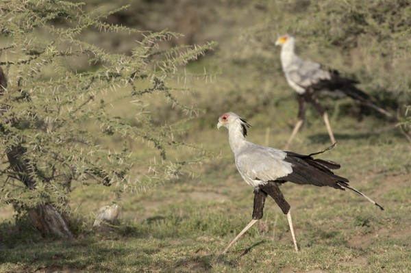 Secretary birds