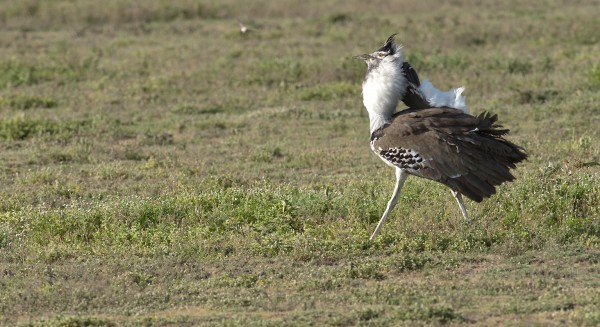 Kori Bustard