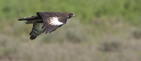 Changeable Hawk-Eagle