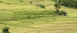 Paddy field, high or wide?