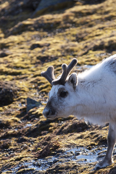 Reindeer