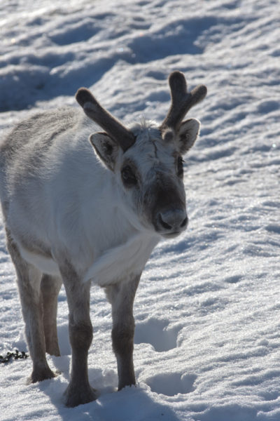 Reindeer