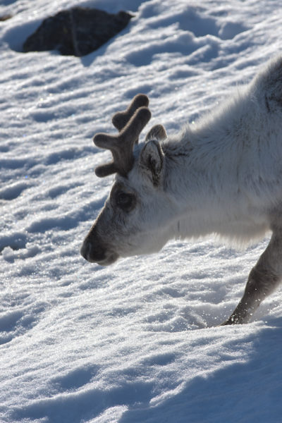 Reindeer