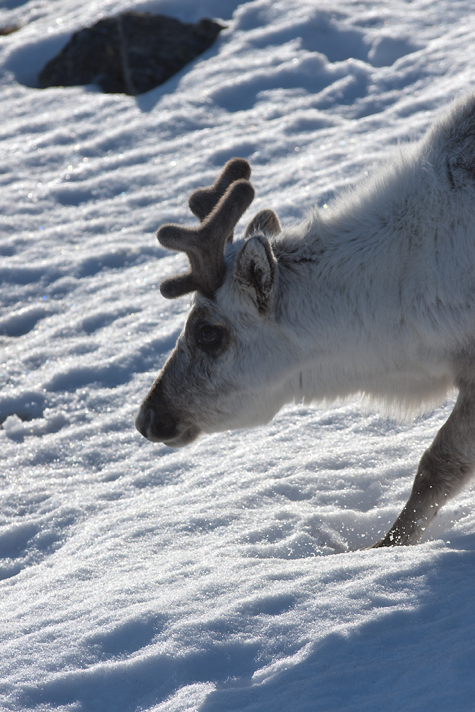 Svalbard reindeer