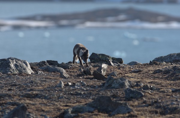 Renard arctique