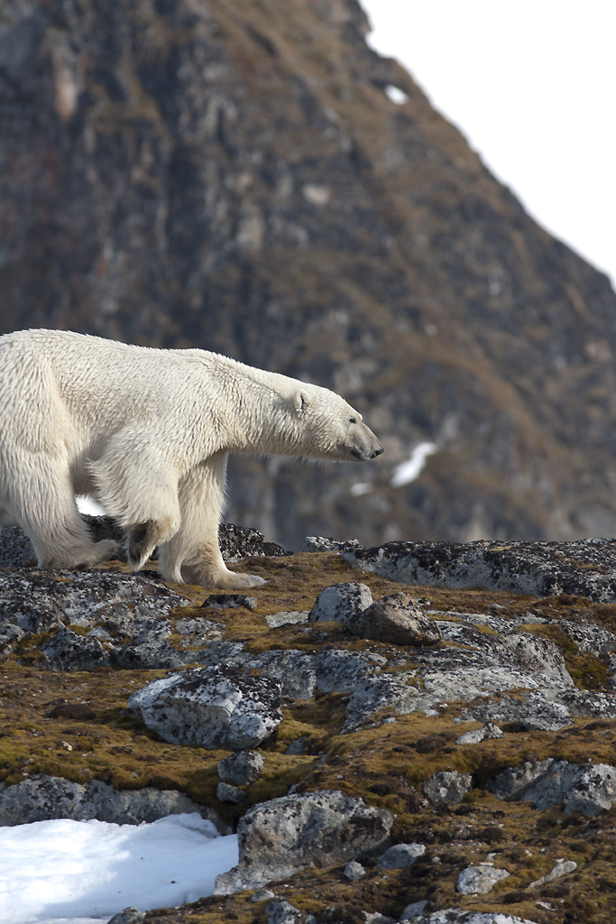 Polar bear, king of Svalbard