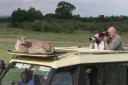 Shocking news: Cheetah attacks BBC reporter