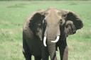 Masai Mara – Elephants