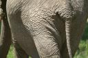 Elephants protection in Africa