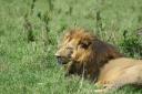 Masai Mara – Lions