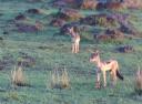 Masai Mara – Jackal