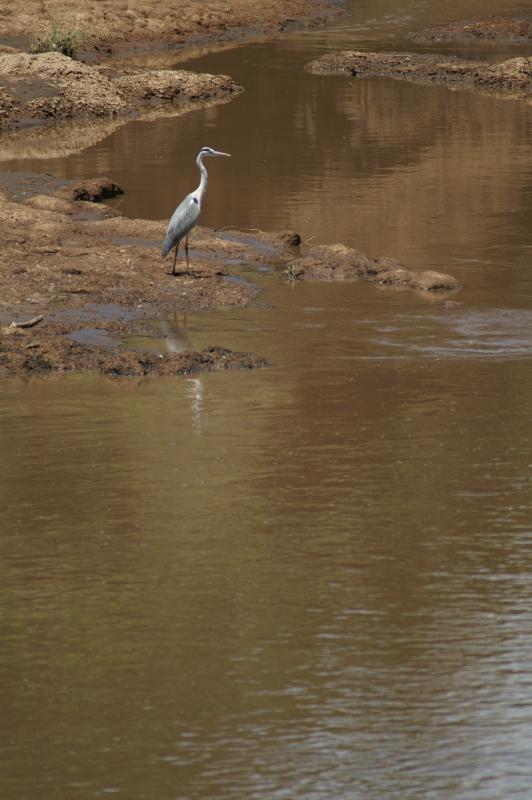 Masai Mara – Grey heron