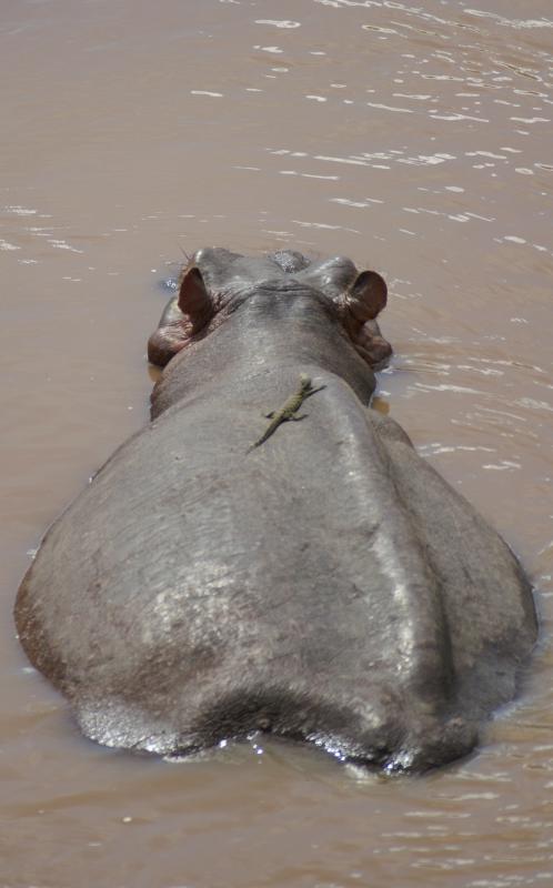 The lizard and the hippo – a one-snapshot photographic tale