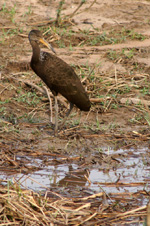 Limpkin in Pantanal, Brazil