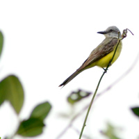 Tropical Kingbird