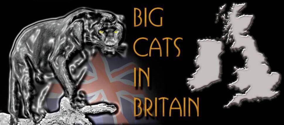 Big cats roam free in UK (Really!)
