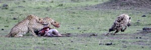 Cheetah’s dinner