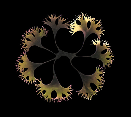 Best science images of 2007