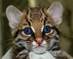 Brazilian ocelot born in zoo