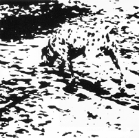 Dog or blotches?