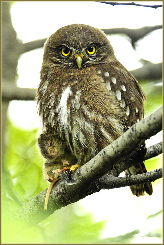 An owl and its prey