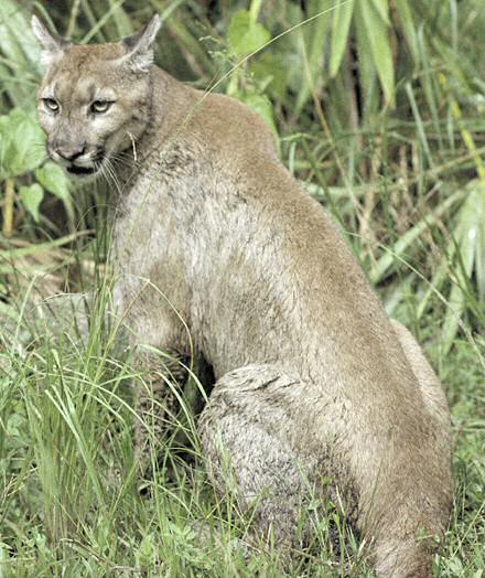 Florida panther population fell down to 6