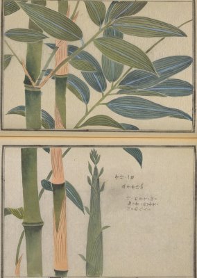 Japanese flora