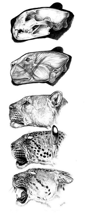Cheetahs, pumas and jaguars of Europe