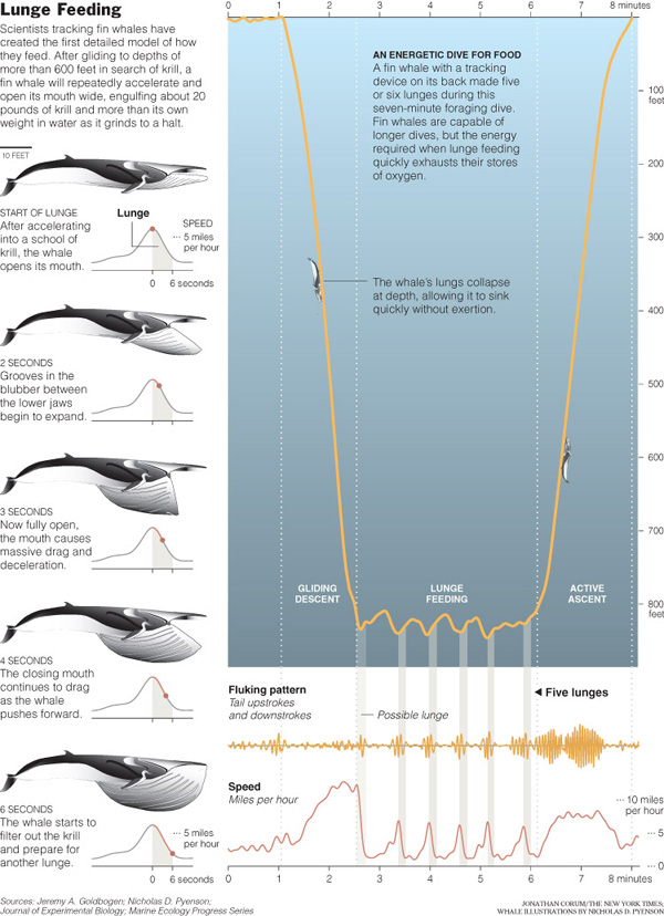 Whales big mouth