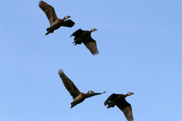 ducks in flight