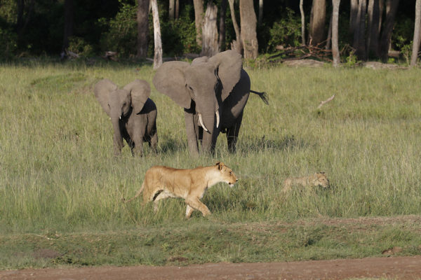 Baby elephants vs Lions