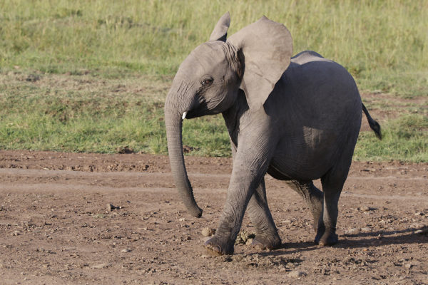 Baby Elephant