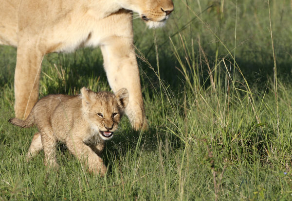 Lion cub