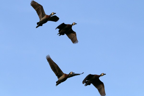 Flying ducks