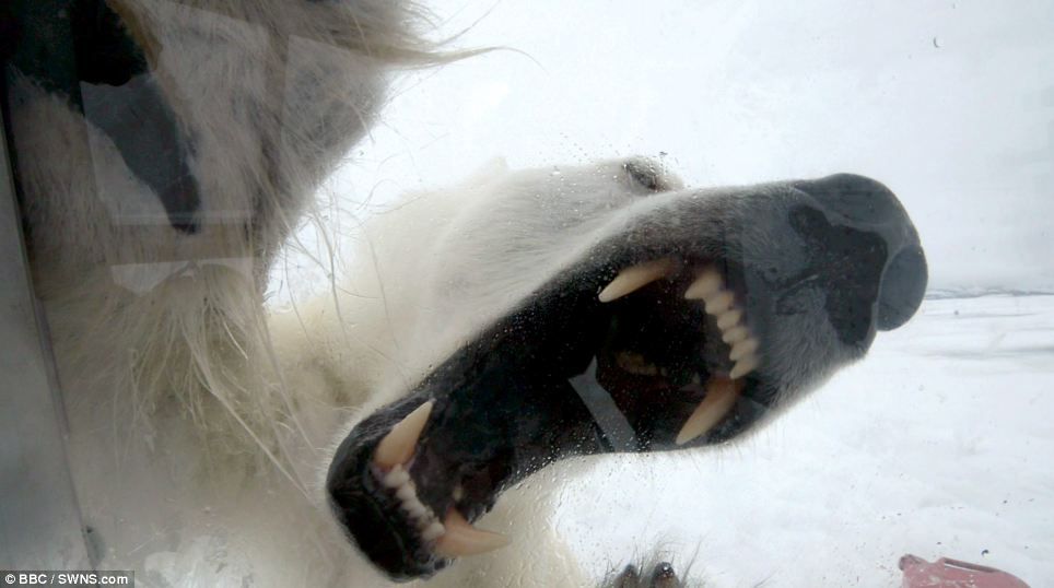 Polar bear hunting – Seen from the prey’s eyes