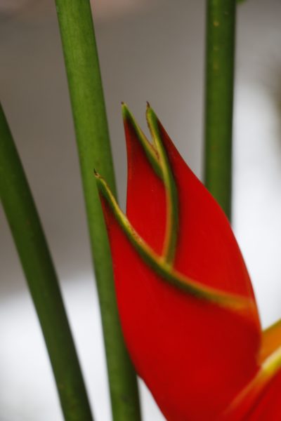 _MG_2223 Heliconia Caribbea