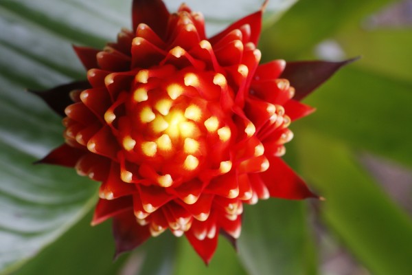 Flowers of Costa Rica