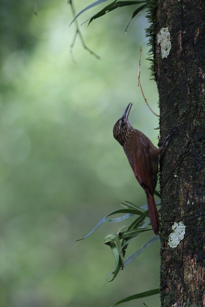 Cocoa woodcreeper