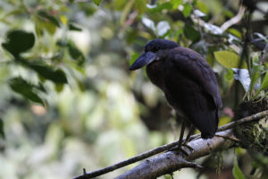 Boat-billed heron