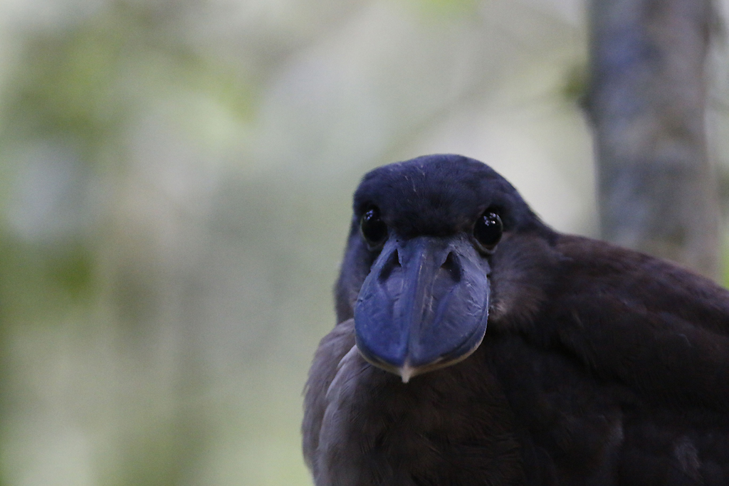 Boat-billed heron