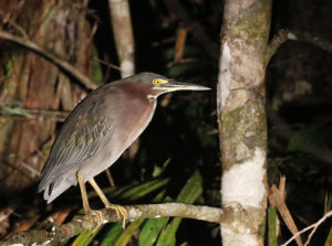 Green heron