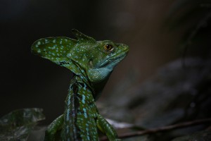 Basiliscus plumifrons